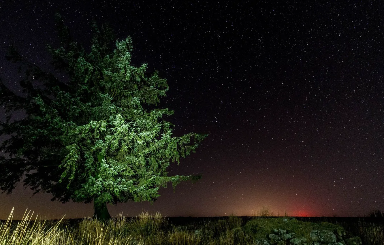 Фото обои небо, ночь, дерево