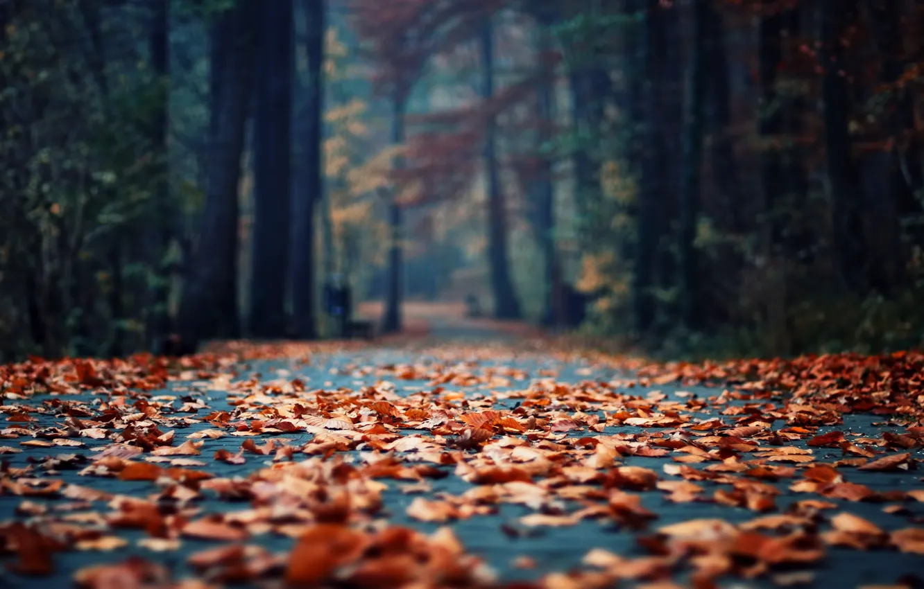 Фото обои осень, асфальт, листья, парк, листва, фокус, утро, боке