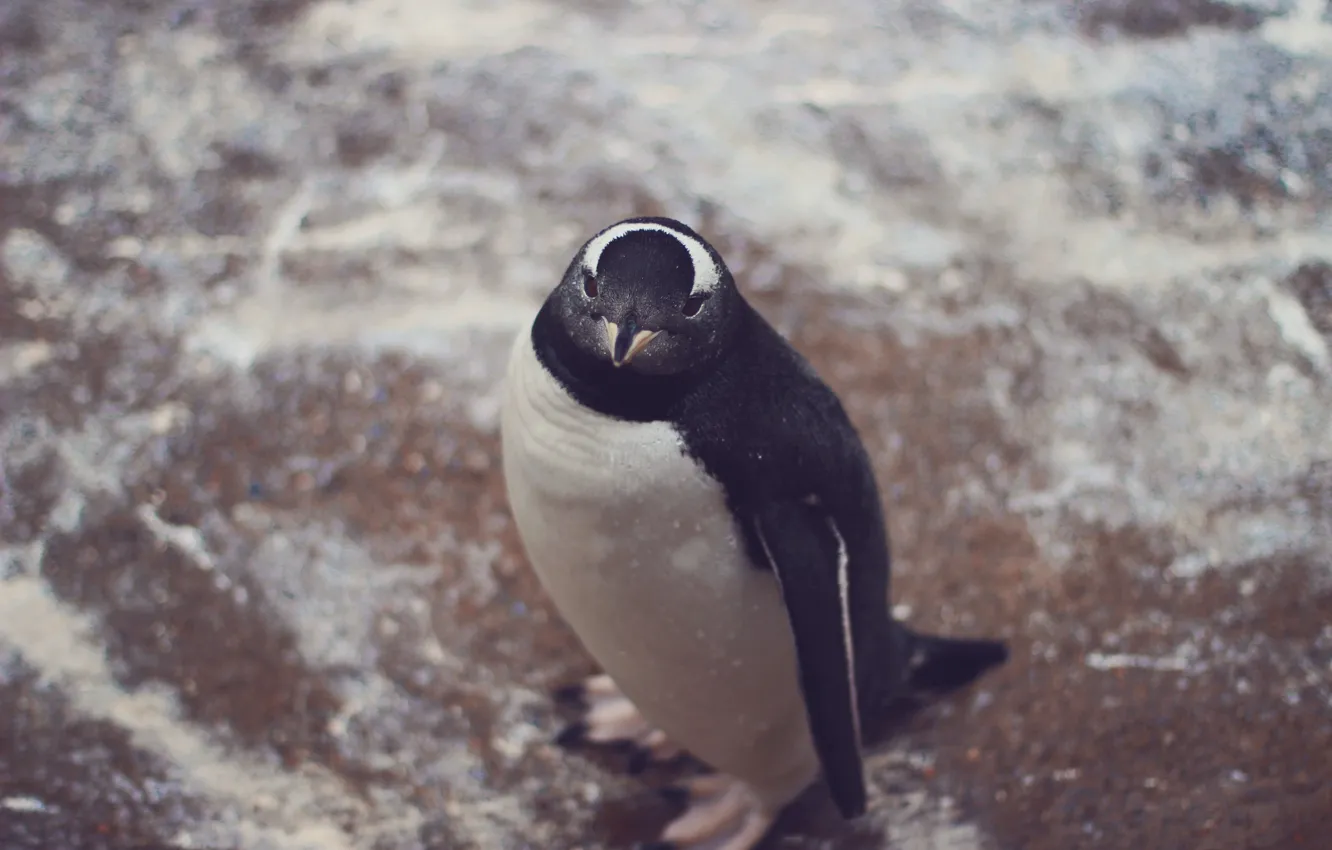 Фото обои животное, пингвин, смотрит