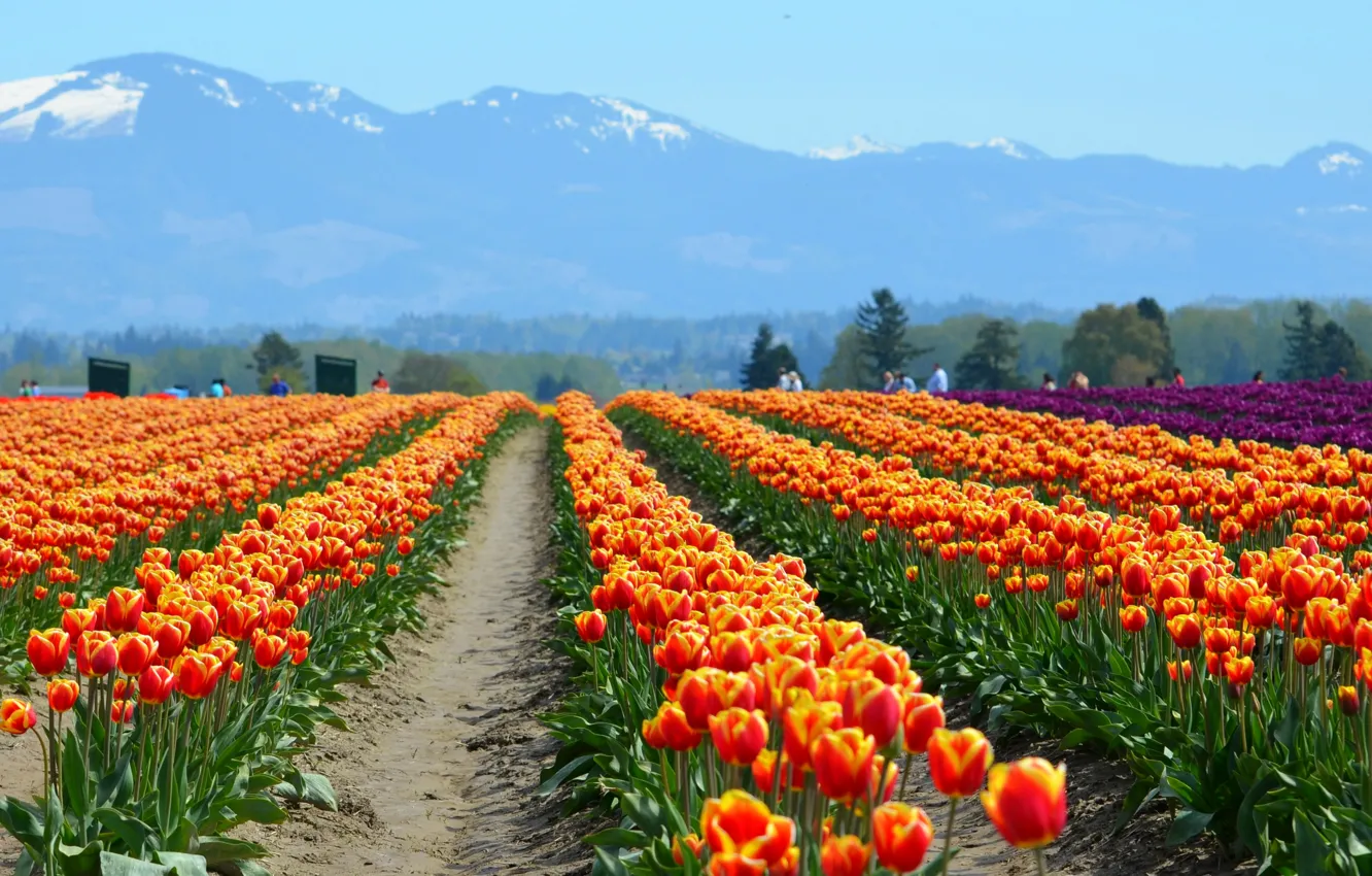 Фото обои поле, цветы, горы, природа, люди, тюльпаны