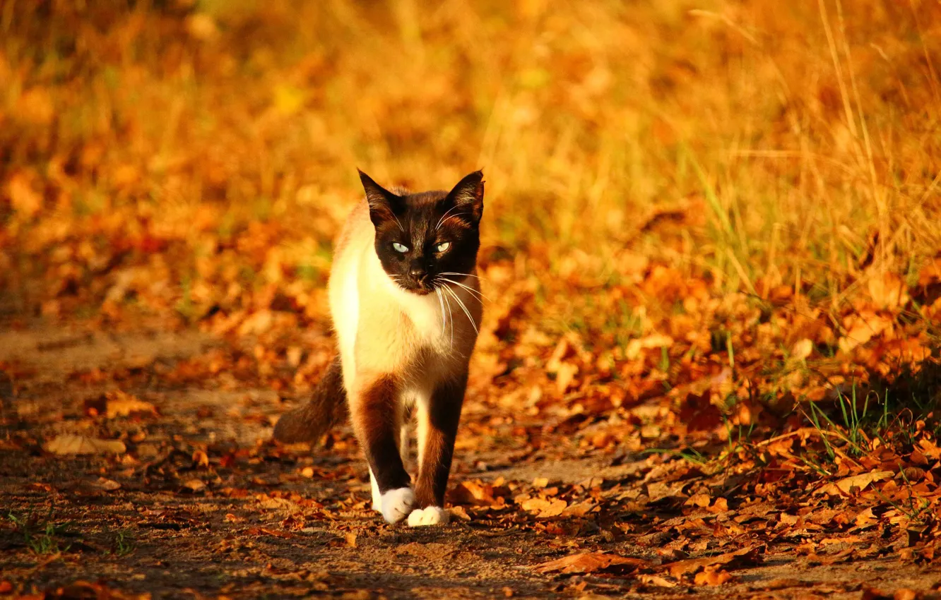 Фото обои осень, размытый фон, сиамская кошка