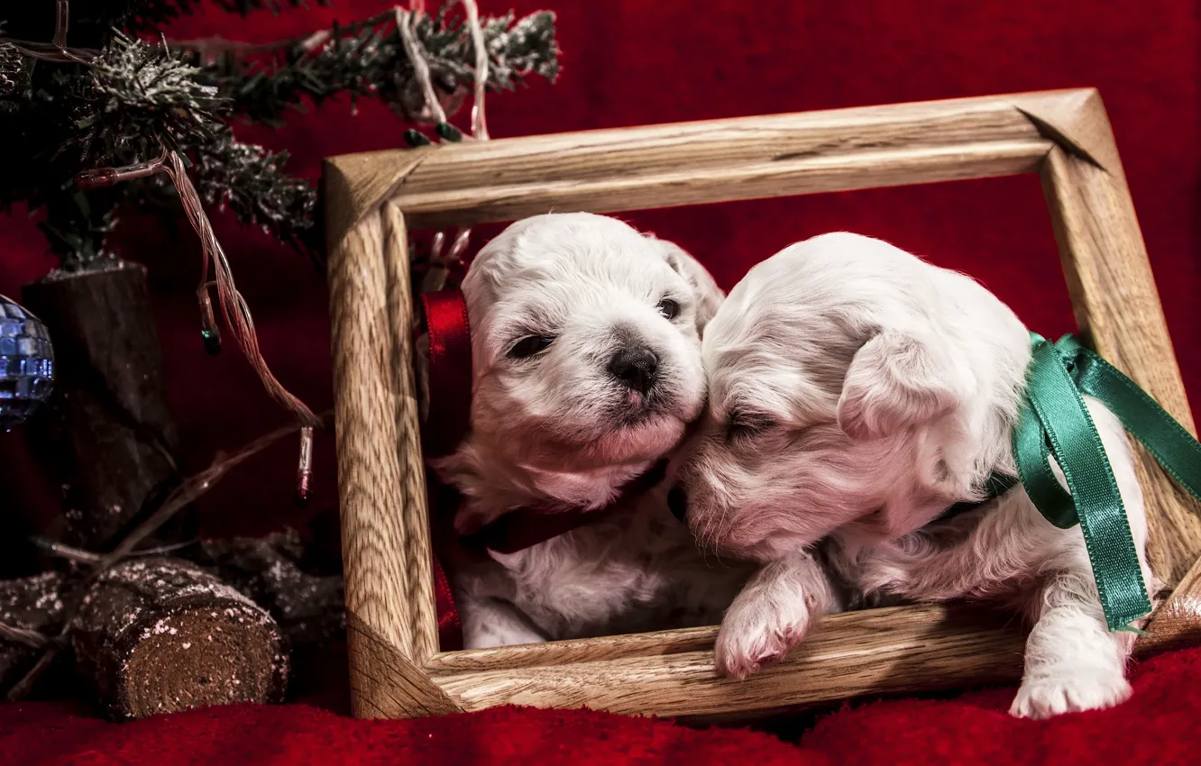 Фото обои животные, собаки, ленты, праздник, новый год, рамка, щенки, пара