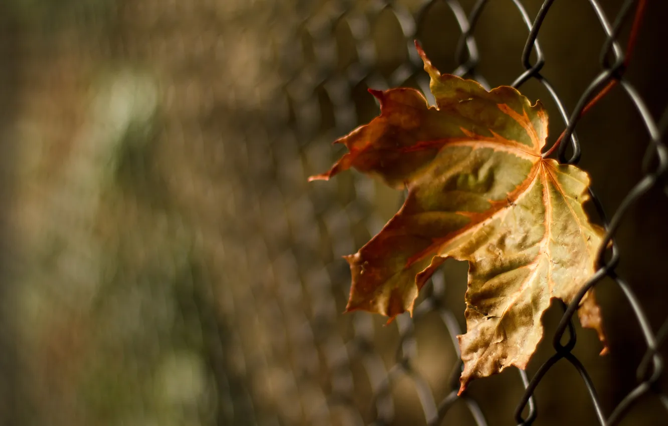 Фото обои осень, макро, лист, сетка