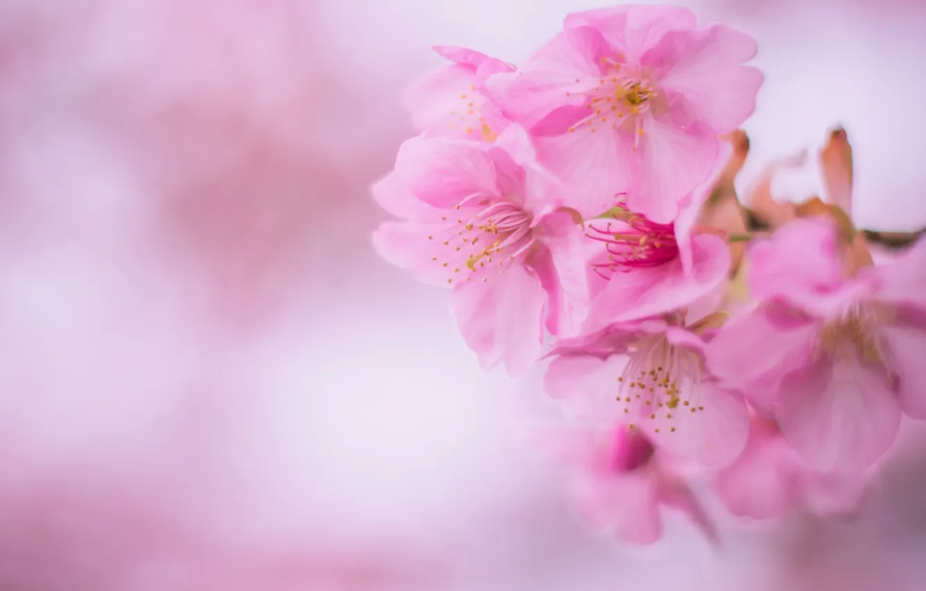 Фото обои вишня, розовый, сакура