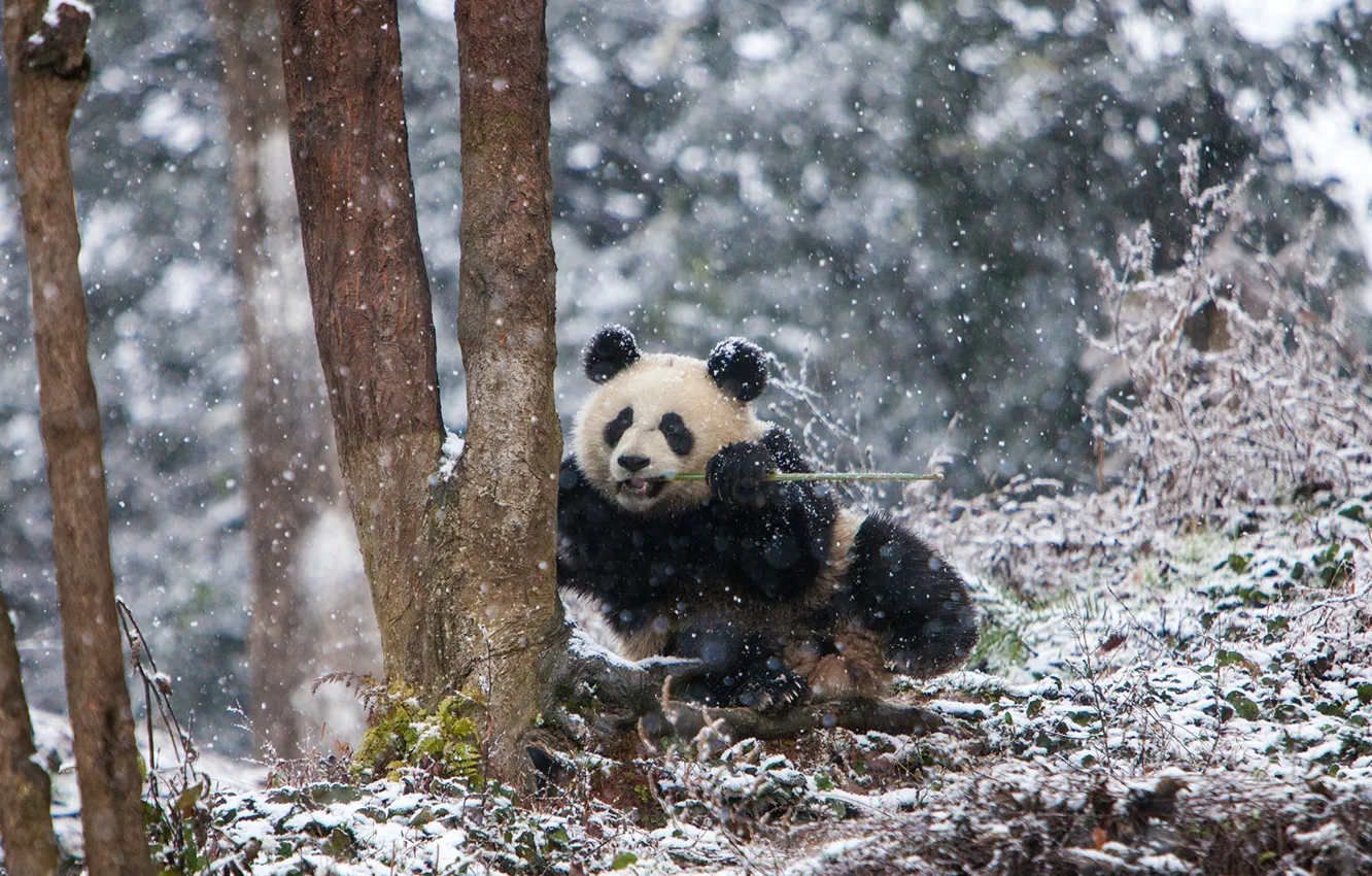 Snowy bear