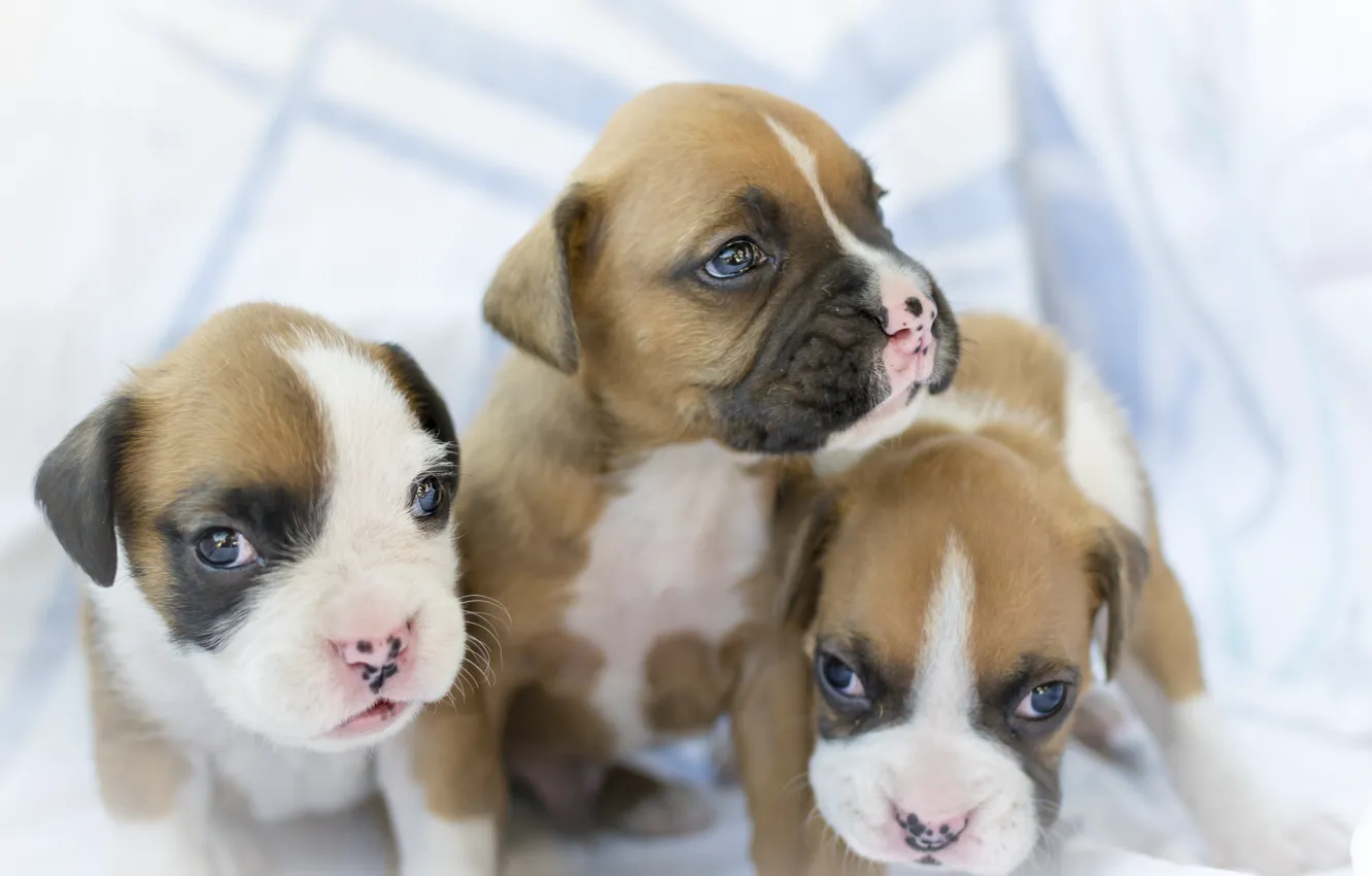 Фото обои собаки, щенки, малыши, трио, боксёр, троица