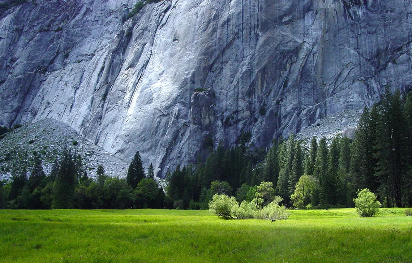 Фото обои лес, травы, гранитные скалы, Йосемити