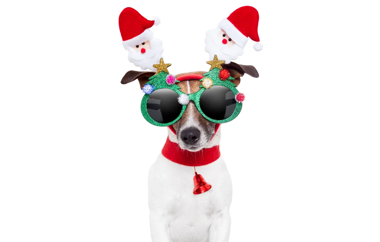 Фото обои животные, красный, креатив, праздник, новый год, собака, белый фон, Санта Клаус