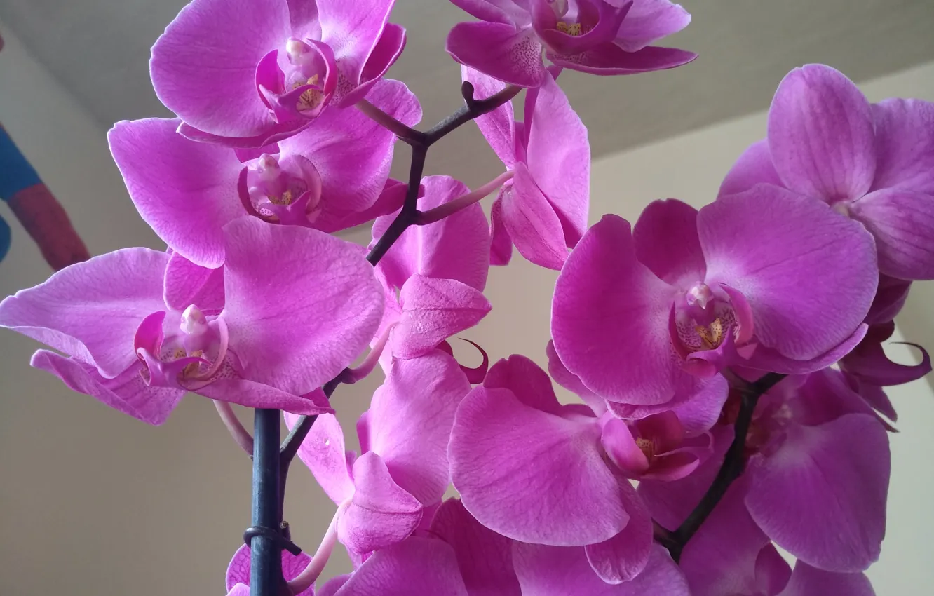 Фото обои Flowers, Orchid, Орхидеи