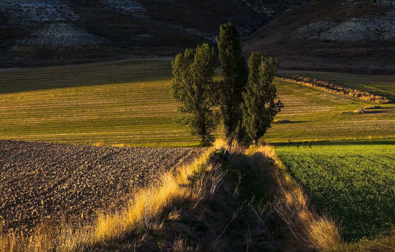 Фото обои поле, трава, свет, деревья, горы, полосы, пашня