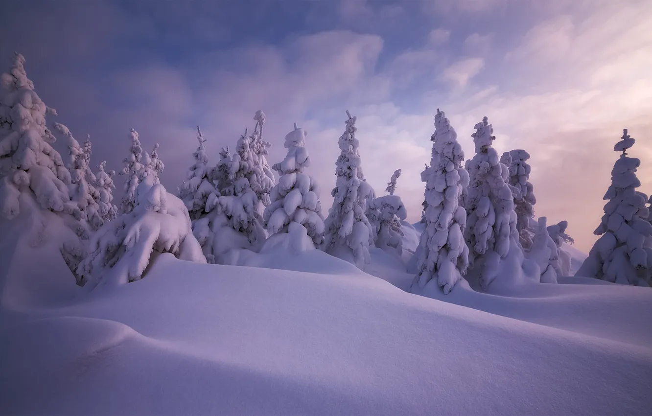 Фото обои зима, снег, деревья, пейзаж, природа, ели, сугробы, шапки