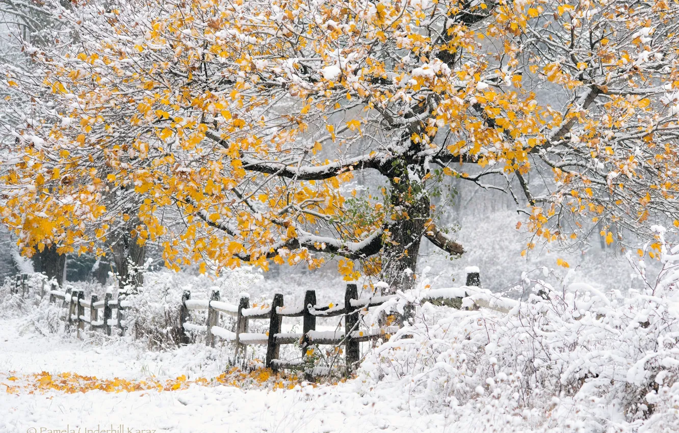 Фото обои зима, осень, снег, дерево, забор, Природа, жёлтая листва