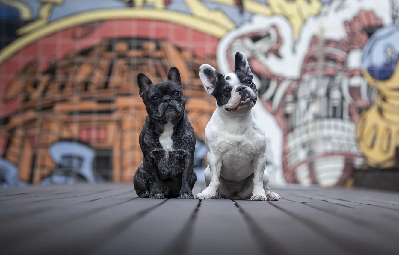 Фото обои собаки, город, друзья