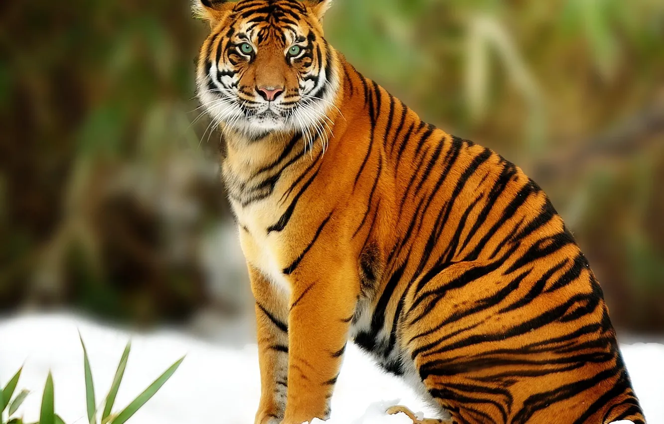 Фото обои хищник, Тигр, большая кошка