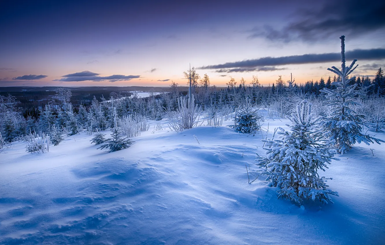 Фото обои зима, снег, закат, ёлки