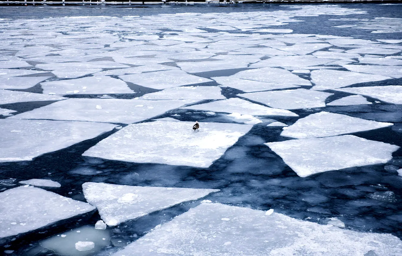 Фото обои лед, вода, птица