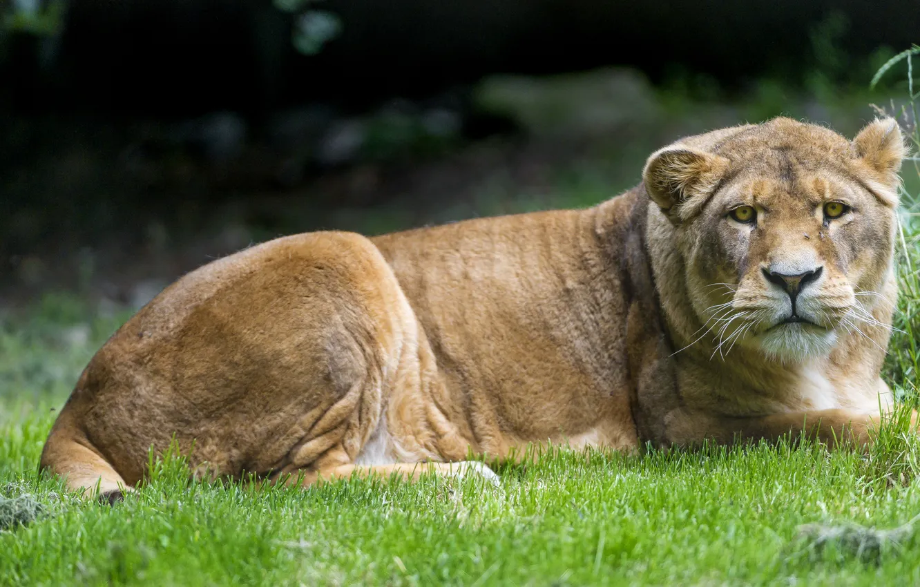 Фото обои кошка, трава, взгляд, львица, ©Tambako The Jaguar