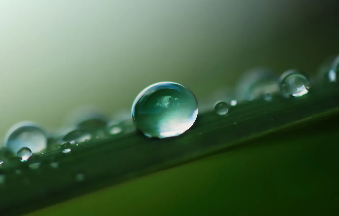 Фото обои трава, листья, вода, капли, макро, роса