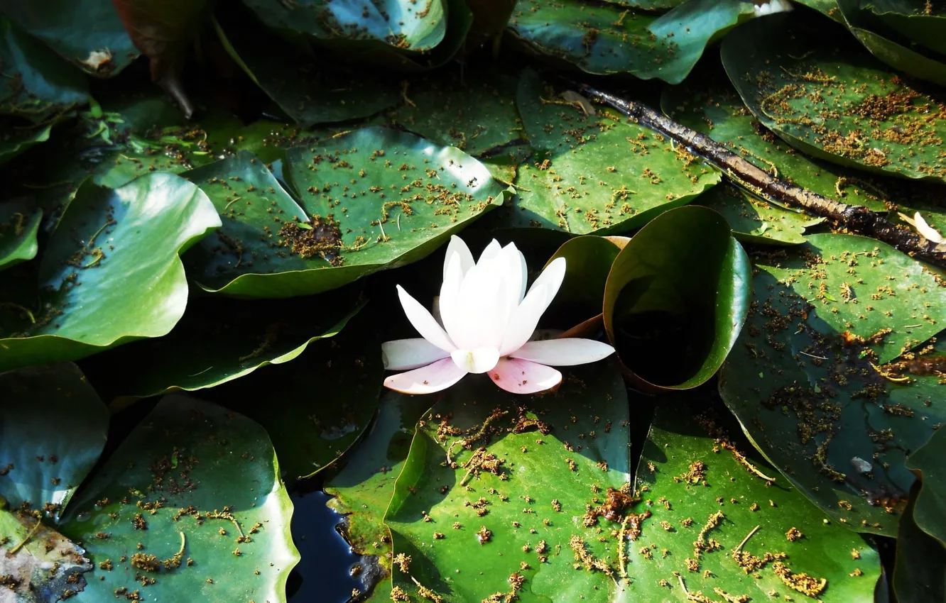 Фото обои белый, листья, водяная лилия