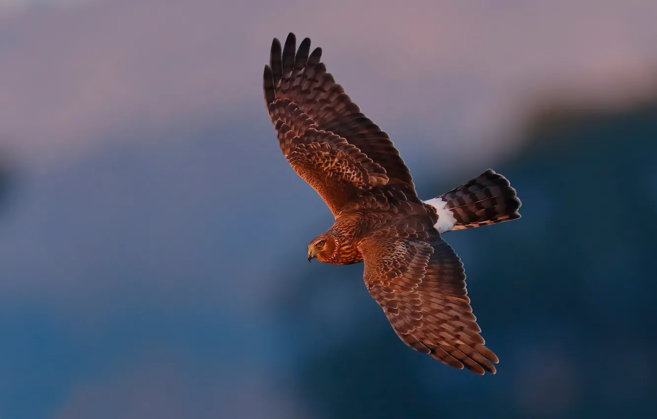 Фото обои птица, полёт, сокол, Harrier, лунь