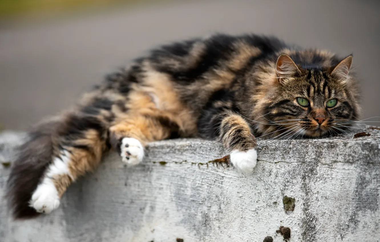 Фото обои кошка, кот, взгляд, лежит, бетон, мордашка, полосатая, пятнистая