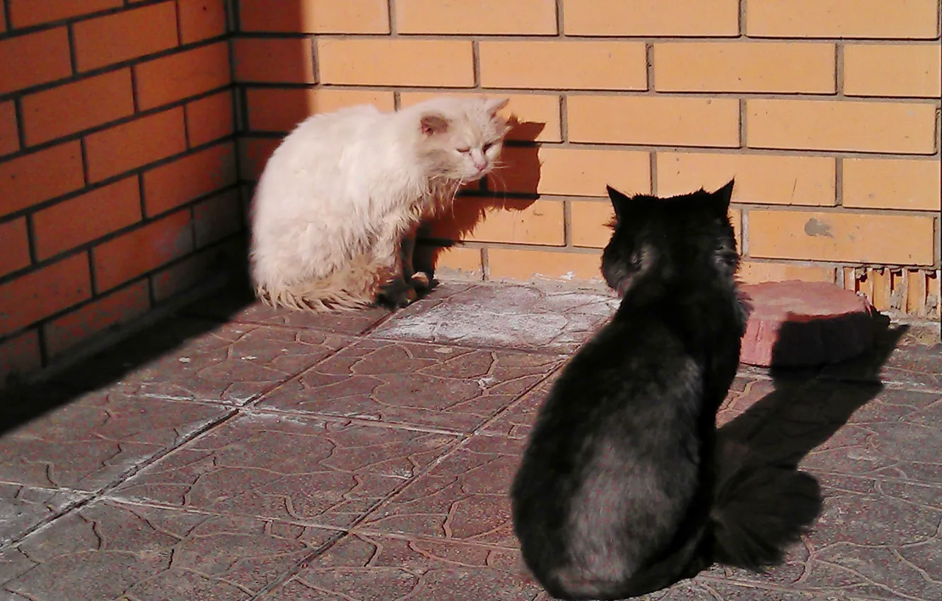 Фото обои кот, весна, черное и белое