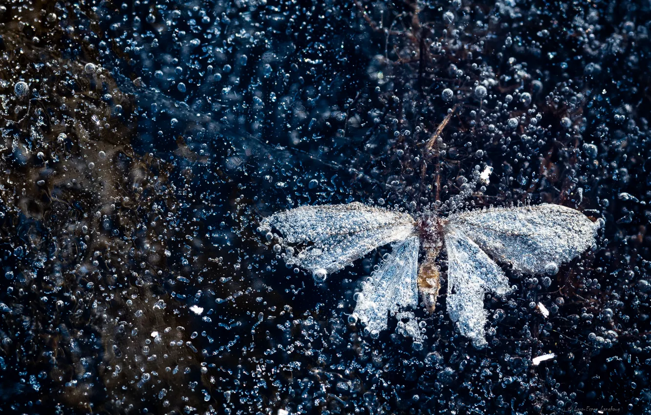 Фото обои лед, бабочка, пузырьки воздуха