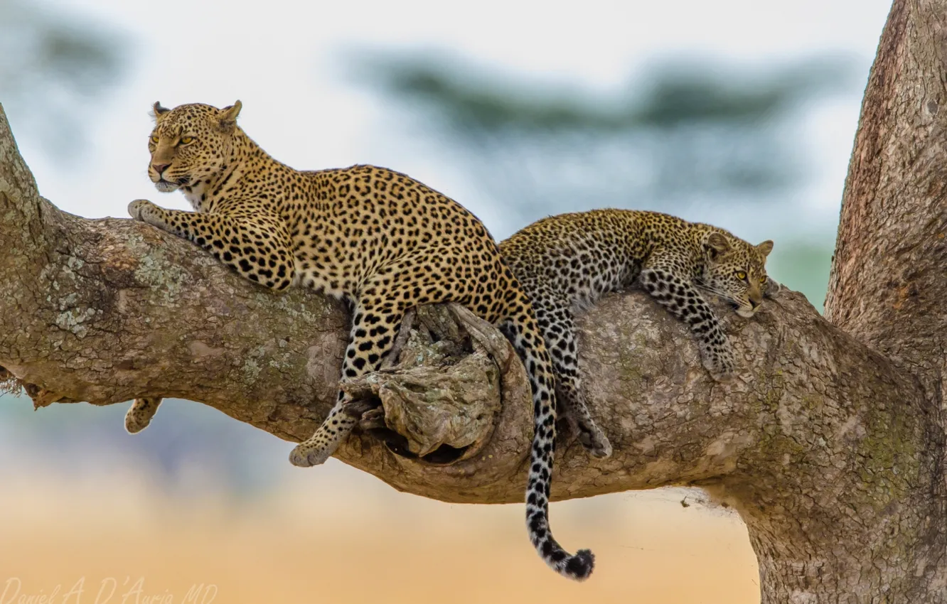 Фото обои дерево, отдых, хищник, леопард