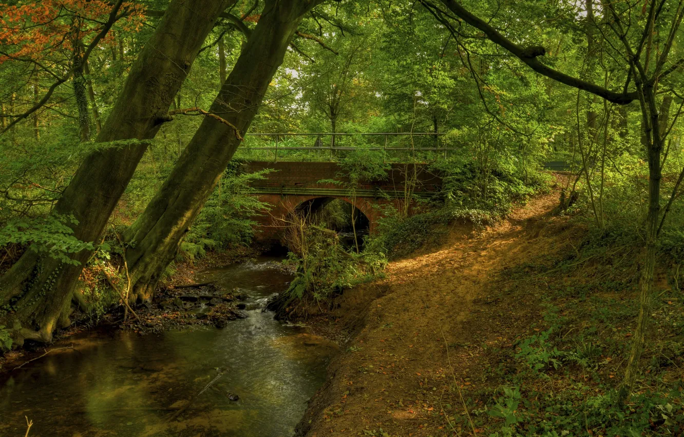 Фото обои лес, деревья, мост, река, арка