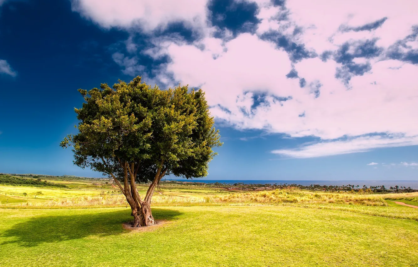 Фото обои море, зелень, поле, небо, трава, облака, дерево, побережье