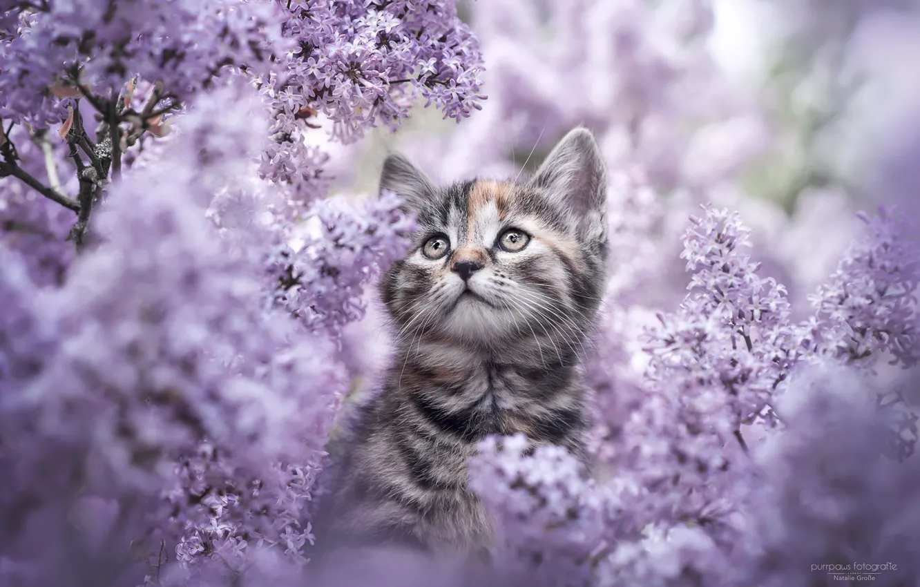 Фото обои цветы, природа, котенок, сирень, Natalie Grobe