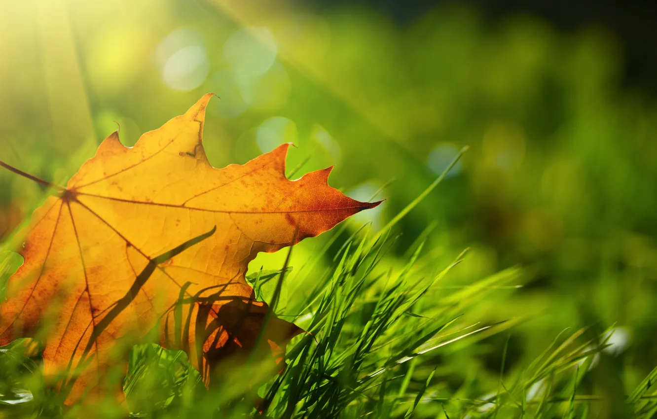 Фото обои осень, трава, лист, боке