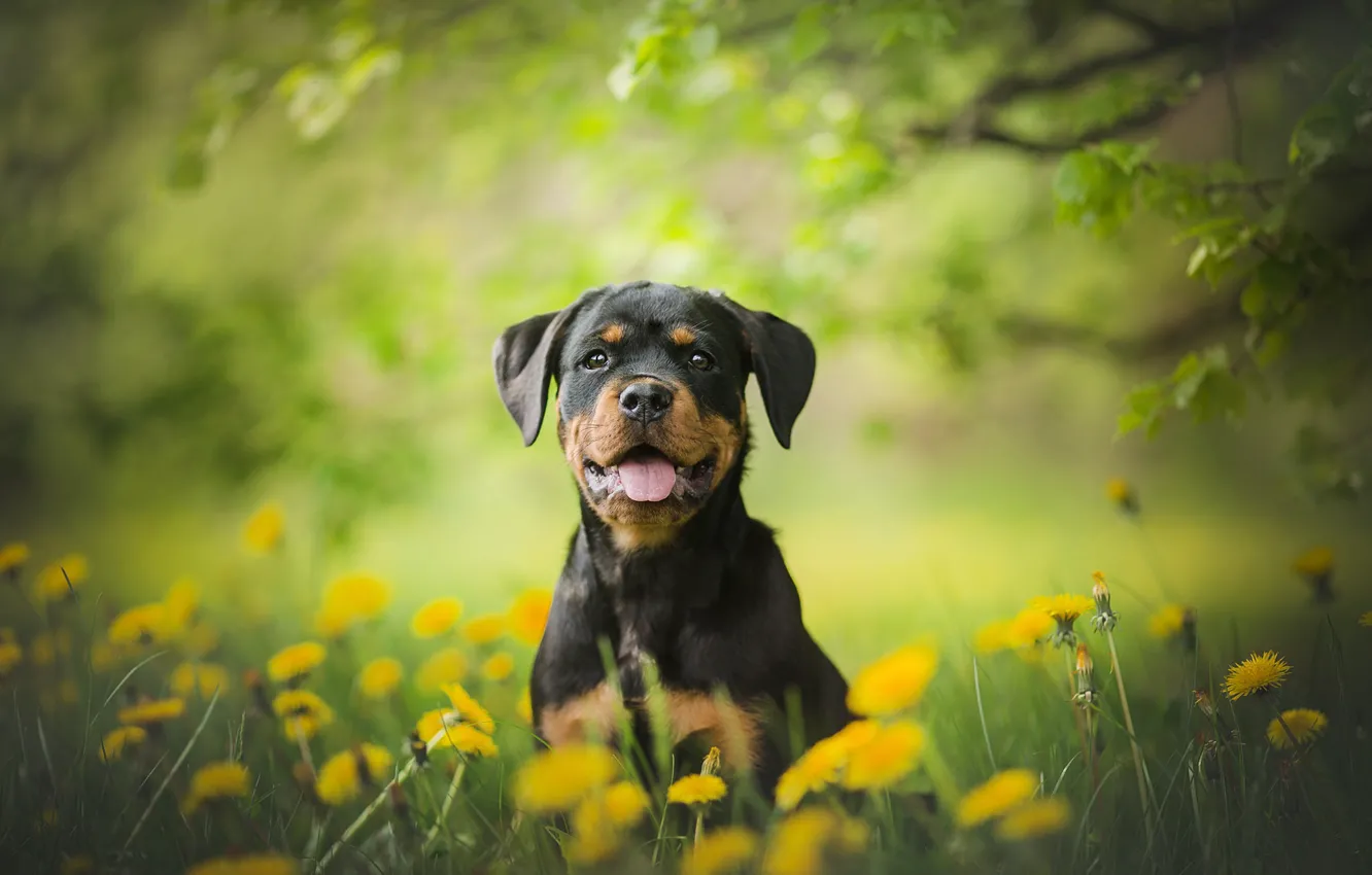 Фото обои цветы, собака, Ротвейлер, щенок, одуванчики, боке