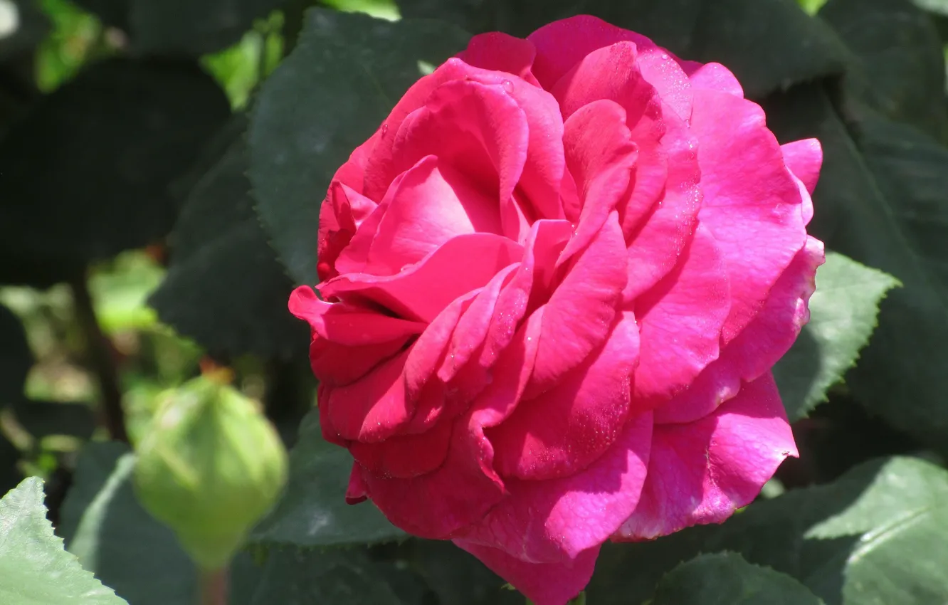 Фото обои Роза, Цветок, Яркая, Лепестки, Meduzanol ©, Лето 2018