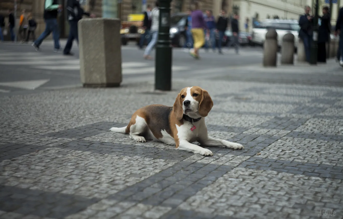 Фото обои город, Собака, Прага, боке, dog. urban. prague. old town. beagle. animal