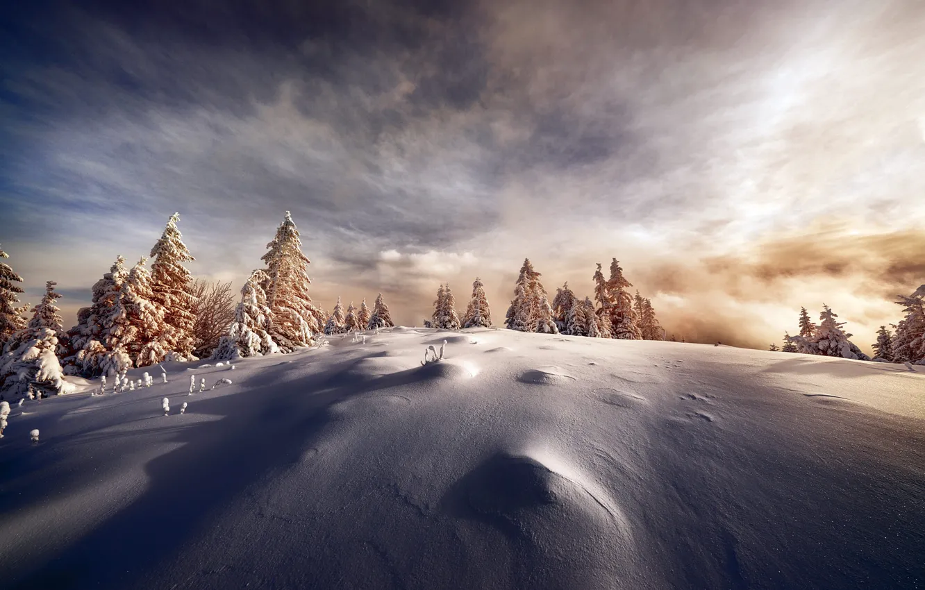 Фото обои зима, иней, поле, лес, небо, облака, свет, снег