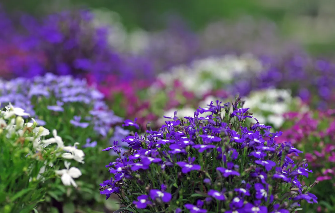 Фото обои цветы, растения, размытость, фиолетовые, белые, сиреневые, клумбы, лиловые