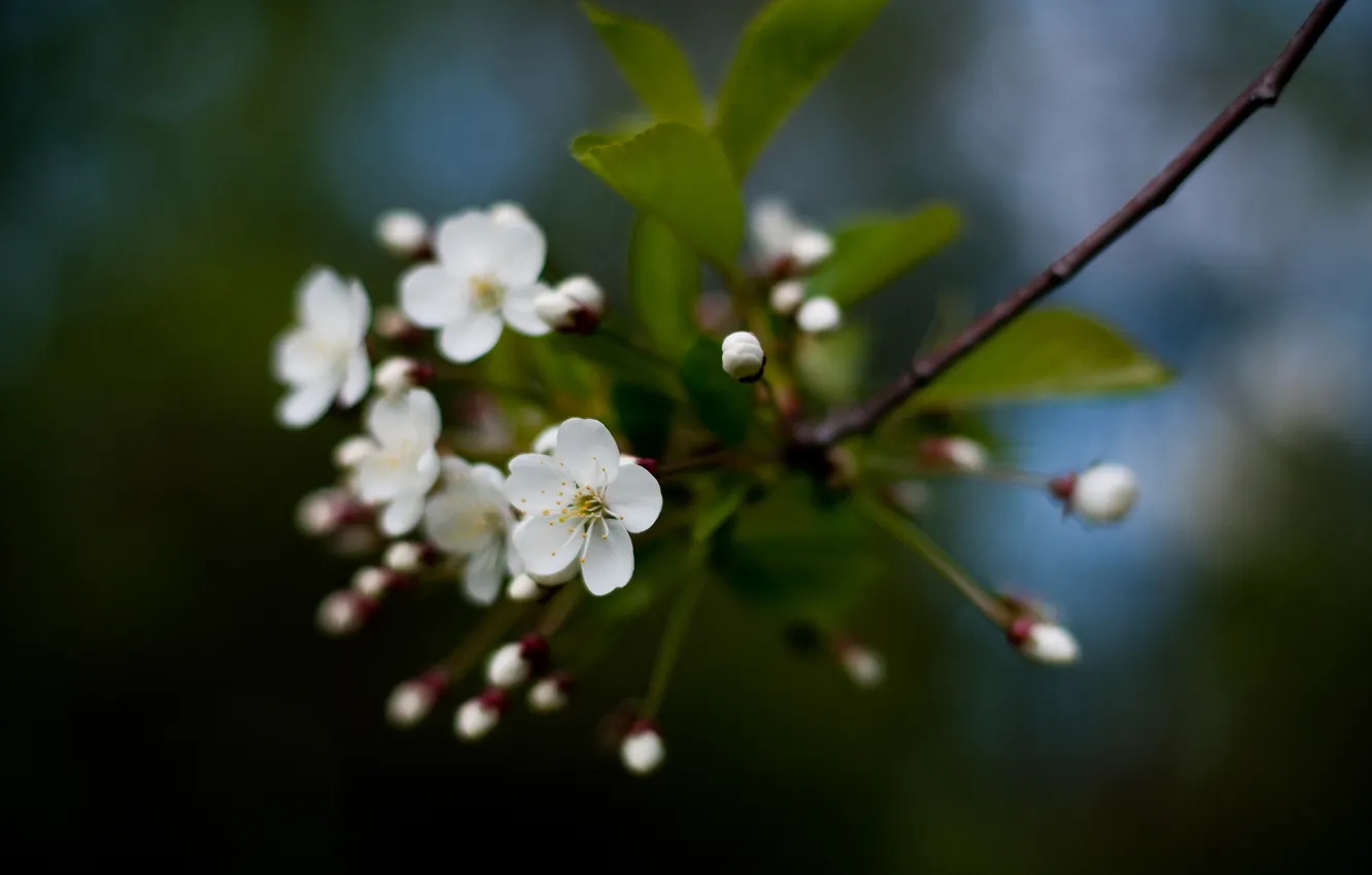 Фото обои цветы, вишня, весна, сакура