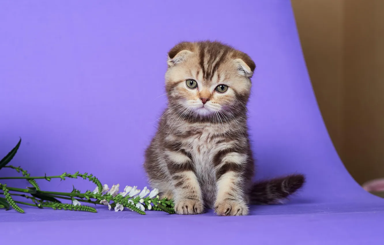 Фото обои кошка, взгляд, цветы, поза, котенок, веточка, вислоухий, мордашка