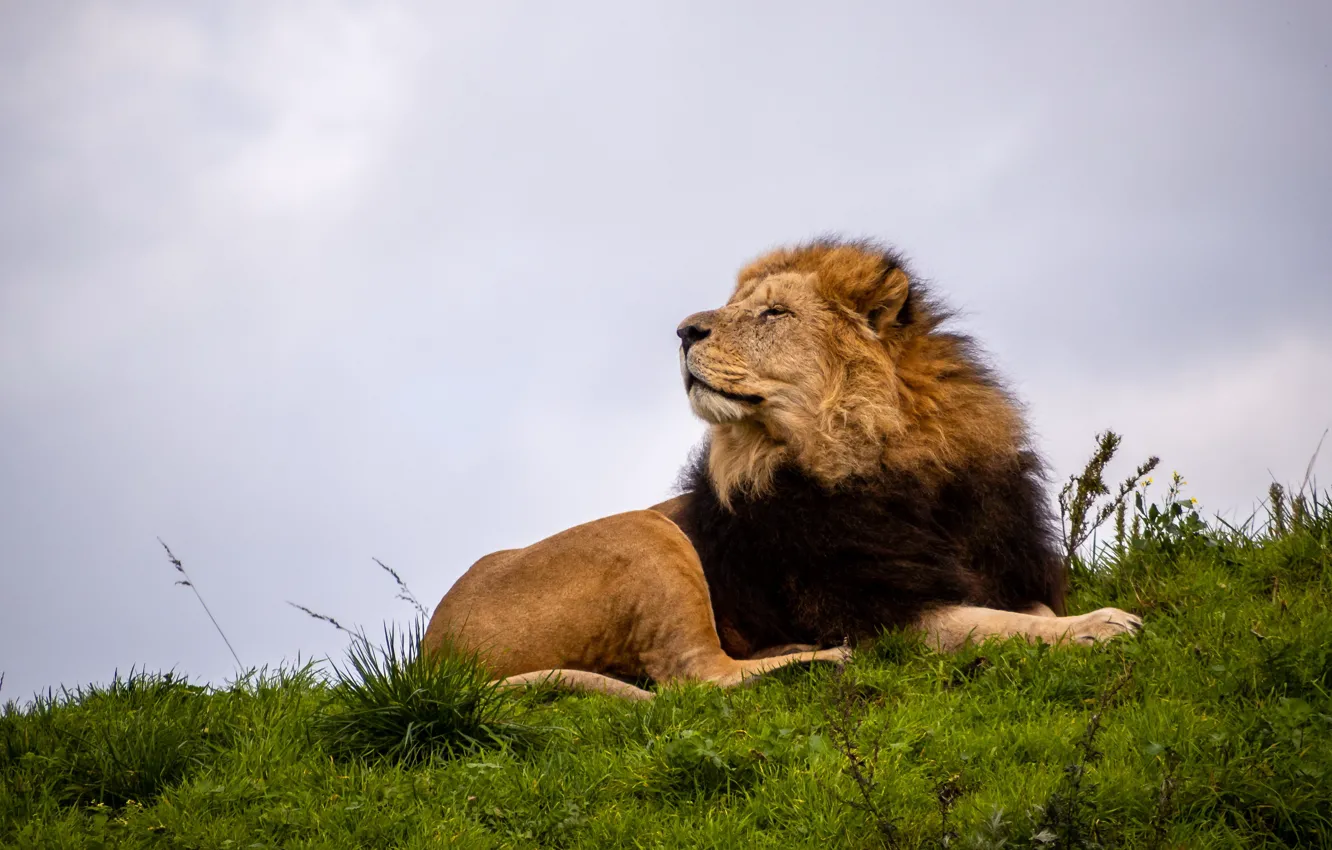 Фото обои лев, царь, зверь