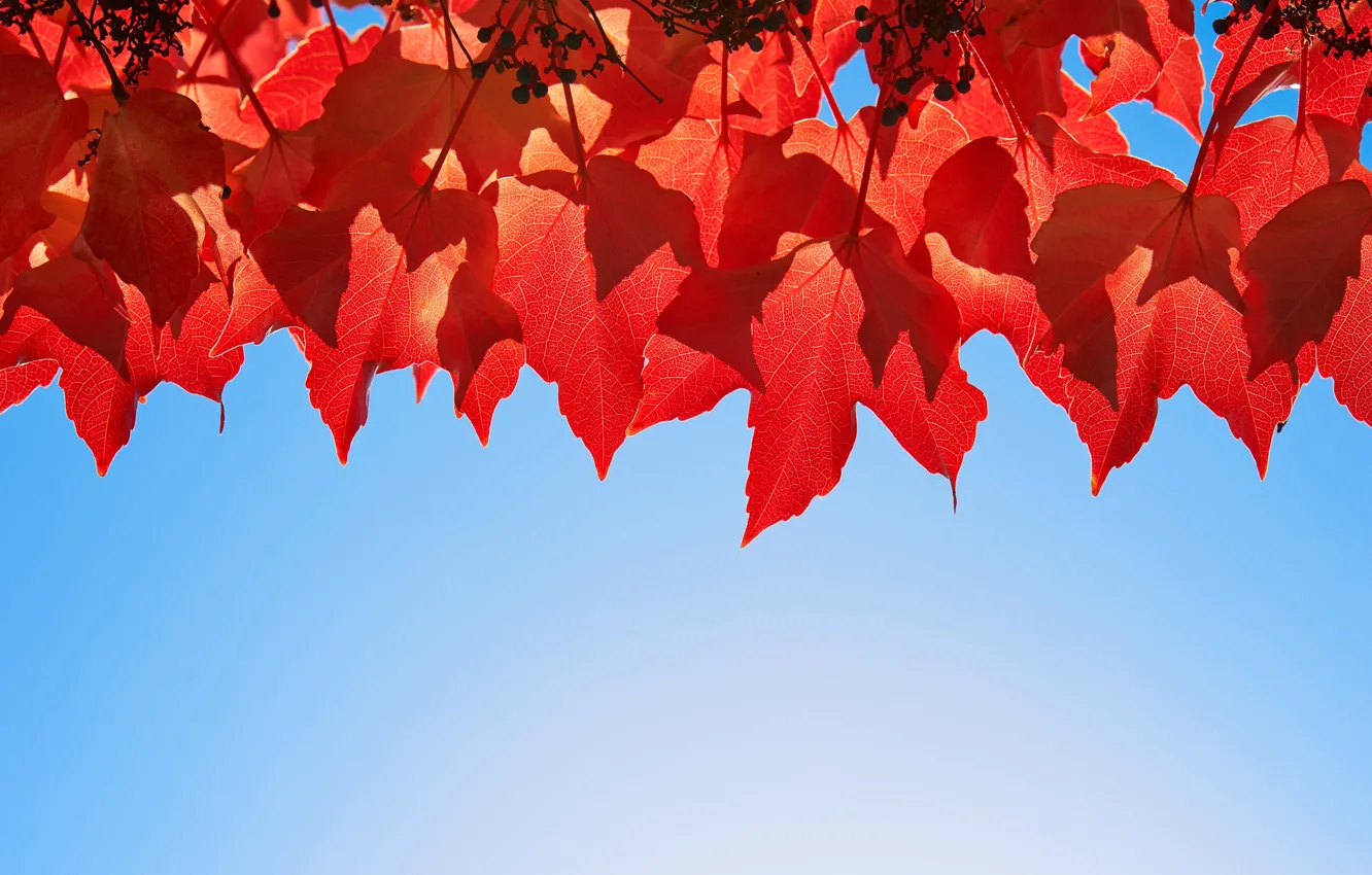 Фото обои осень, небо, листья, багрянец