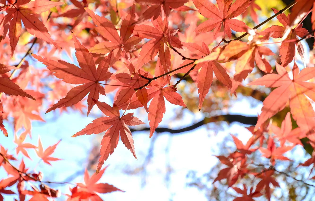 Фото обои осень, листья, colorful, клен, autumn, leaves, осенние, maple