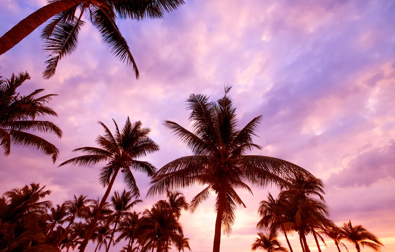 Фото обои пляж, лето, небо, закат, пальмы, summer, beach, sea