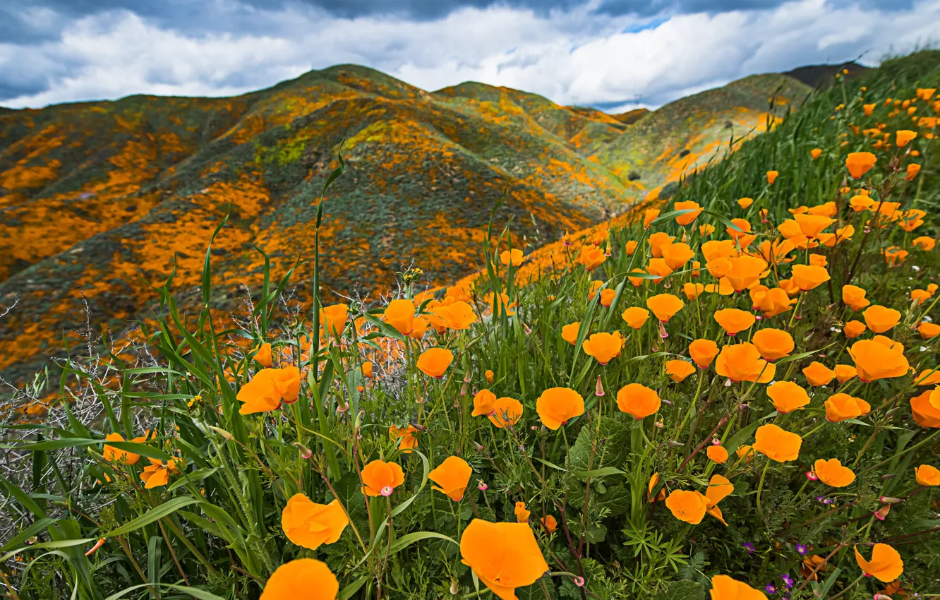 Фото обои облака, цветы, горы, холмы, поляна, яркие, Калифорния, США