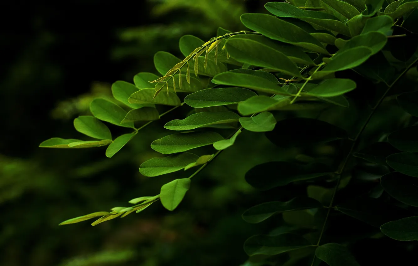 Фото обои зелень, листья, ветка, макро.