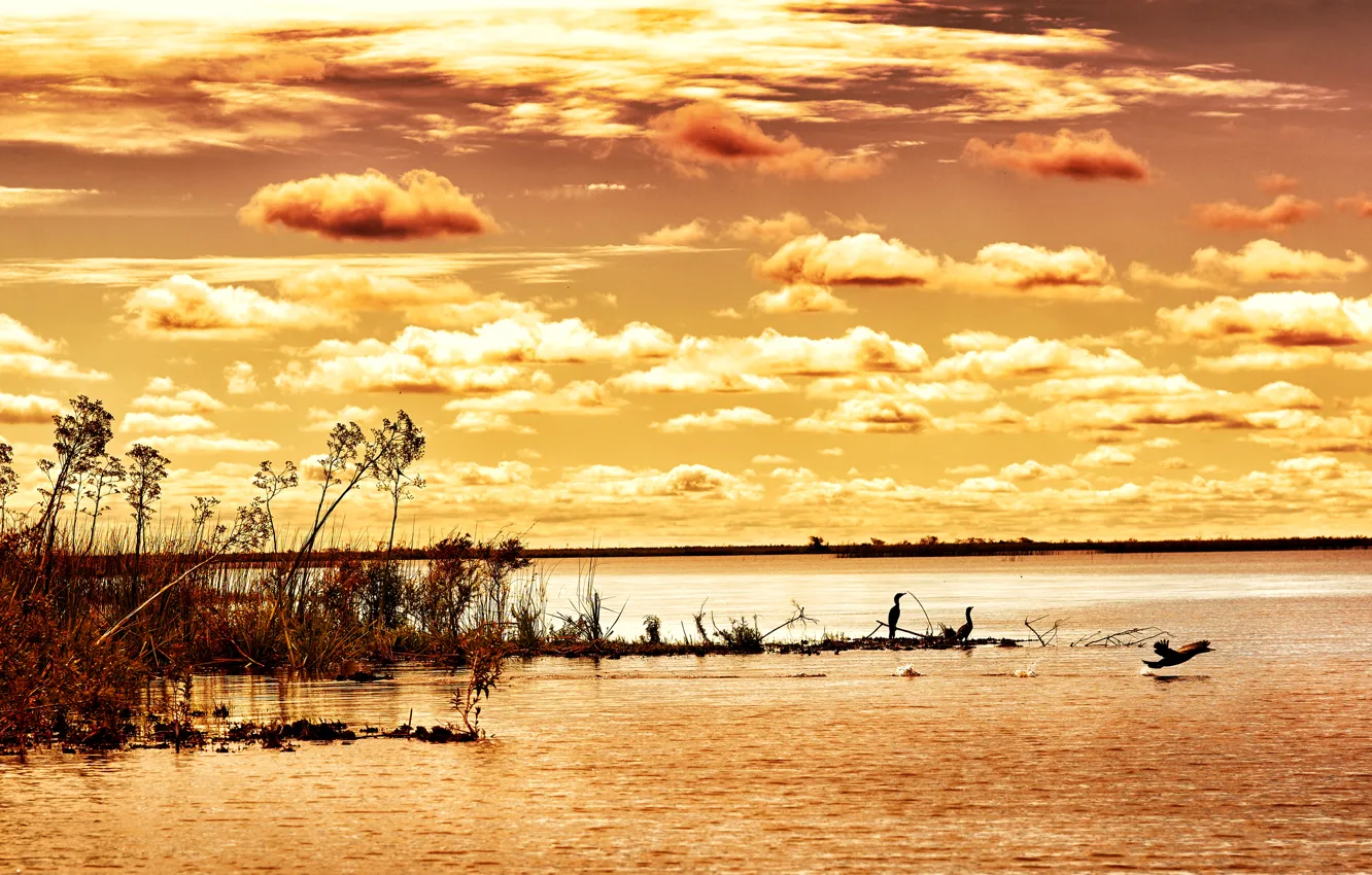Фото обои небо, облака, птицы, река, камыши, рассвет, кусты, Аргентина