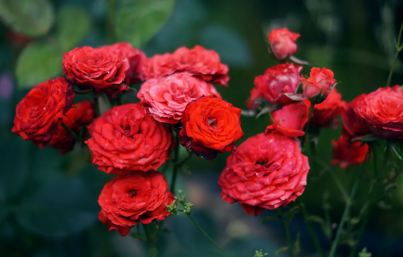 Фото обои цветы, лепестки, красные
