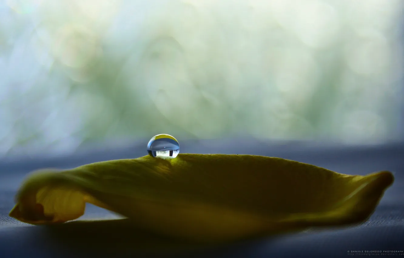 Фото обои листья, капли, шарики, delicate