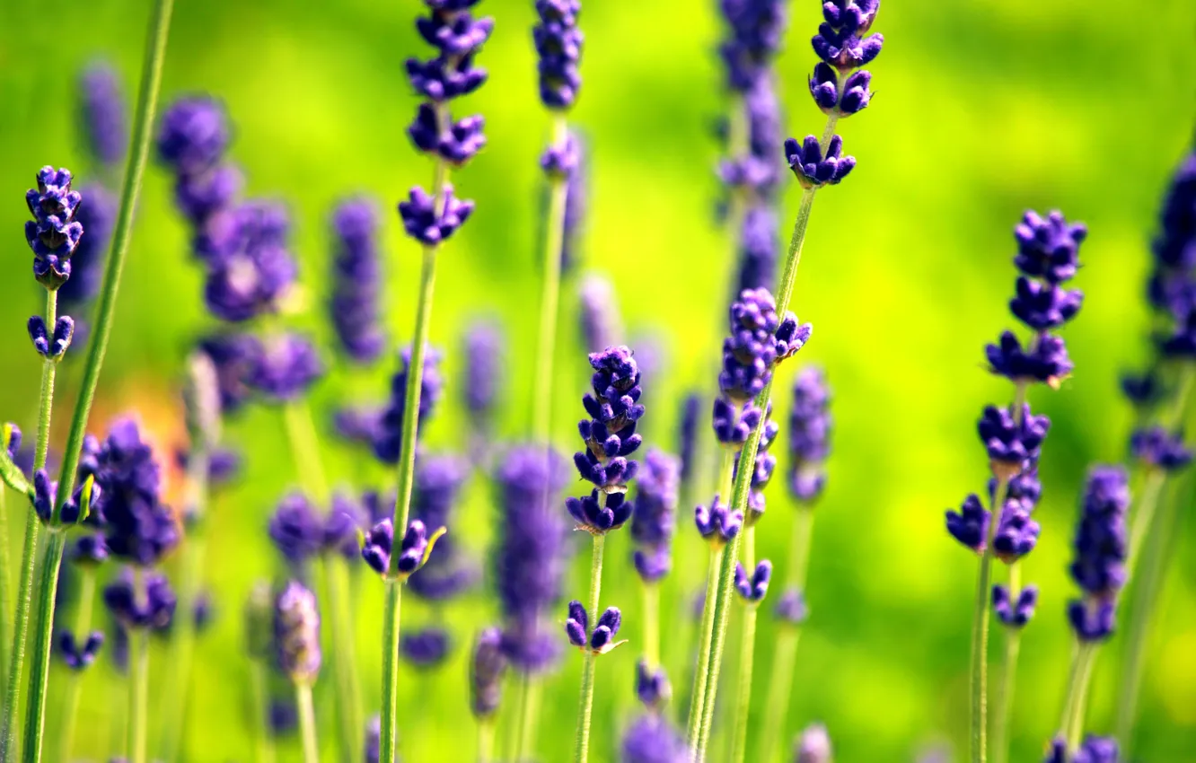 Фото обои цветы, зеленый, сиреневый, лаванда, Lavender
