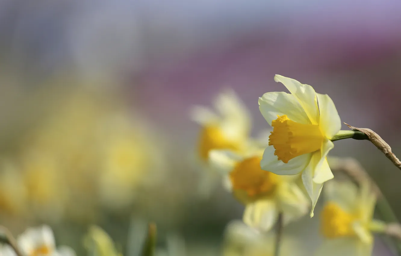 Фото обои цветы, природа, весна, желтые, нарциссы